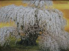 大藪雅孝 絵画作品