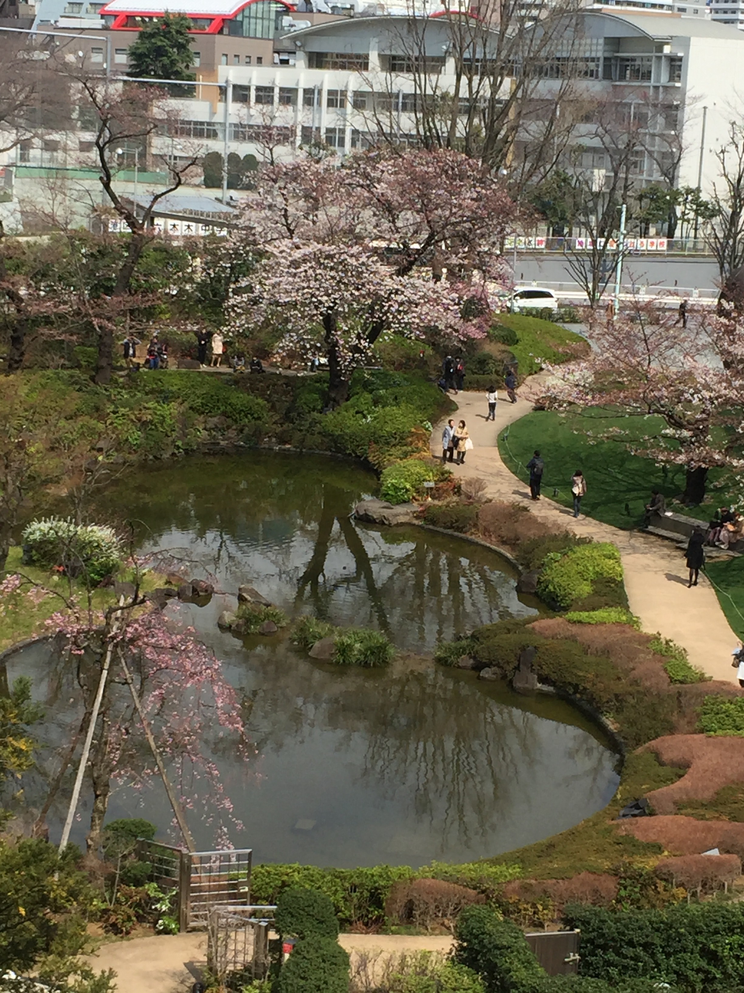 今日の東京 六本木ヒルズ毛利庭園の桜 絵画買取専門ギャラリーアート六本木オフィシャルブログ