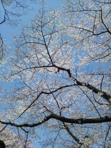 20120410小川写真1