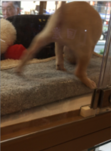 %e3%83%81%e3%83%af%e3%83%af2