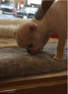 %e3%83%81%e3%83%af%e3%83%af%ef%bc%93